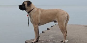 Apple AirTag Dog Collar